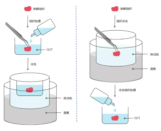 新鲜组织样本OCT包埋送样指南